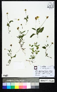 Acmella oppositifolia var. repens image