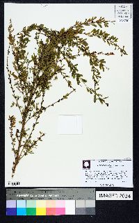 Lespedeza cuneata image