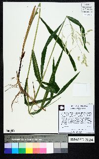 Leersia lenticularis image