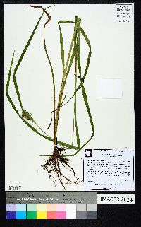 Carex gigantea image