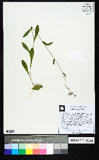 Erigeron quercifolius image