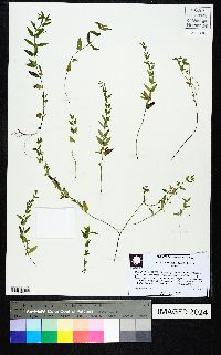 Scutellaria racemosa image