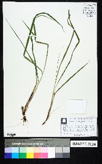 Elymus glabriflorus image