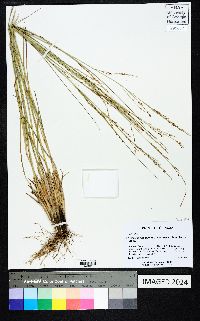 Eragrostis secundiflora image