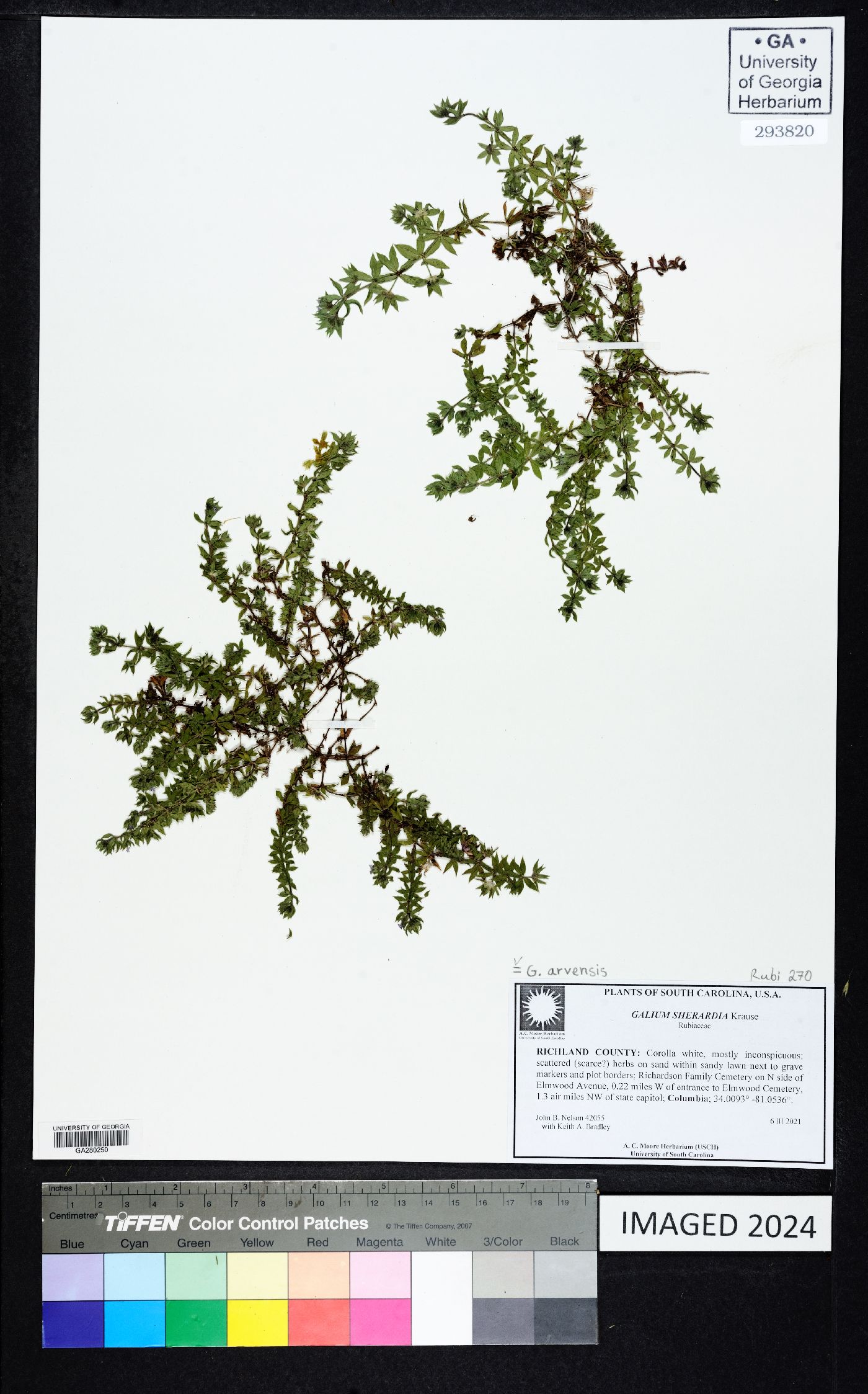 Asperula arvensis image