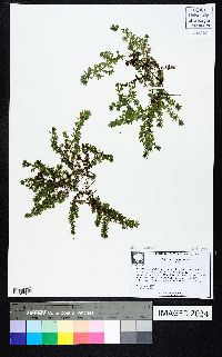 Asperula arvensis image