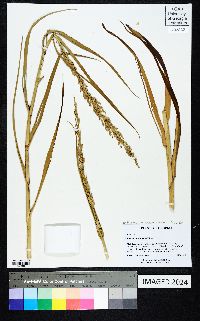 Panicum amarum image