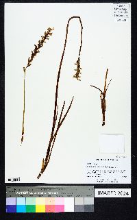 Spiranthes praecox image