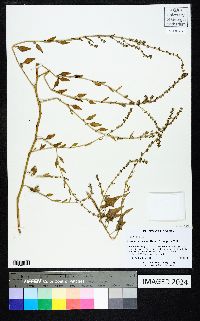 Atriplex pentandra image