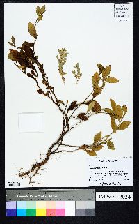 Atriplex cristata image