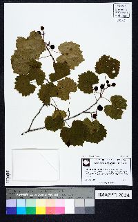 Vitis rotundifolia image