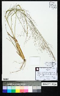 Eragrostis hirsuta image