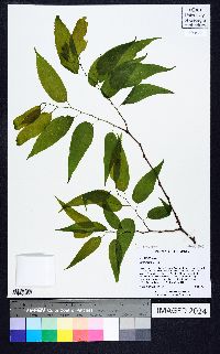 Celtis smallii image