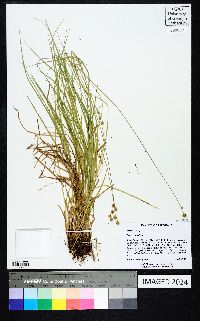 Carex normalis image