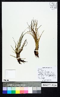 Isoëtes engelmannii image