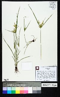 Cyperus iria image