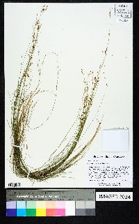 Rhynchospora stenophylla image