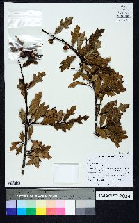 Quercus x harbisonii image