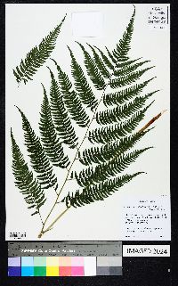 Anisocampium niponicum image