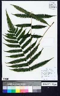 Thelypteris kunthii image