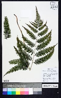 Anisocampium niponicum image