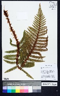 Polystichum polyblepharum image