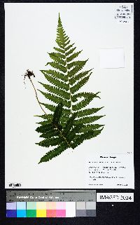 Thelypteris kunthii image