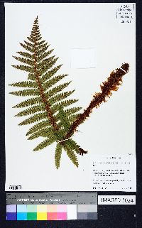 Polystichum polyblepharum image