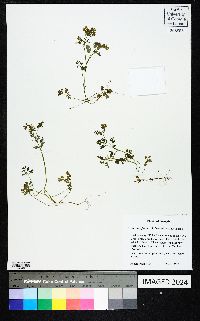 Corydalis flavula image