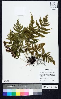 Dryopteris erythrosora image