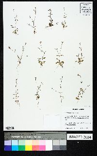 Houstonia pusilla image