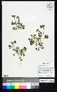 Nemophila aphylla image