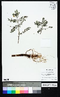 Sesbania herbacea image