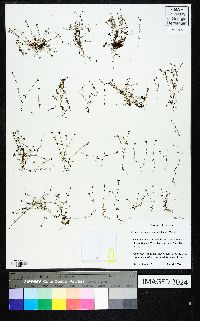 Houstonia micrantha image