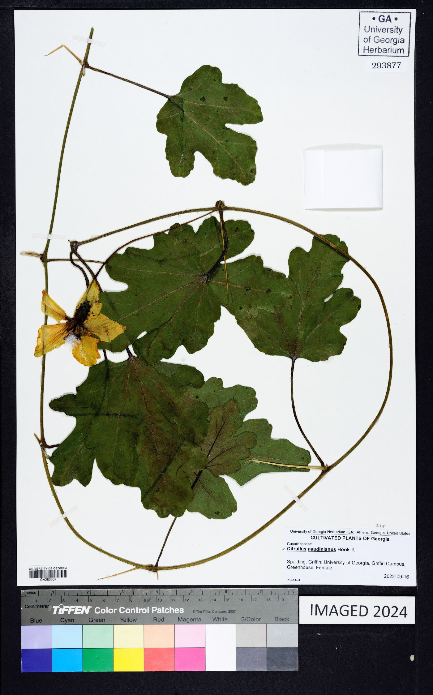 Citrullus naudinianus image
