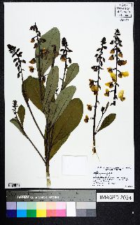 Crotalaria spectabilis image