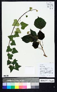 Hedera helix image