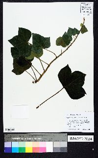 Hedera helix image