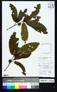 Quercus acutissima image