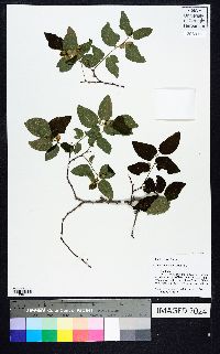 Celtis reticulata image