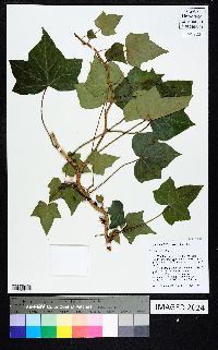 Hedera helix image