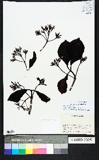 Couma macrocarpa image