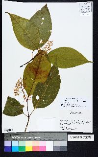 Palicourea acuminata image