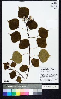 Triadica sebifera image