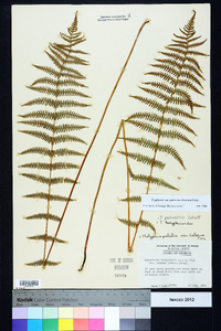 Thelypteris palustris var. pubescens image