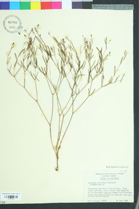 Euphorbia exserta image