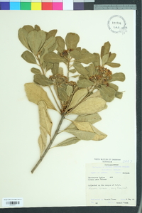 Pittosporum tobira image