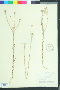 Polygala sanguinea image