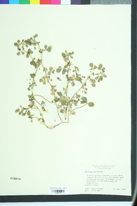 Medicago polymorpha image