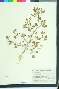 Melilotus indica image